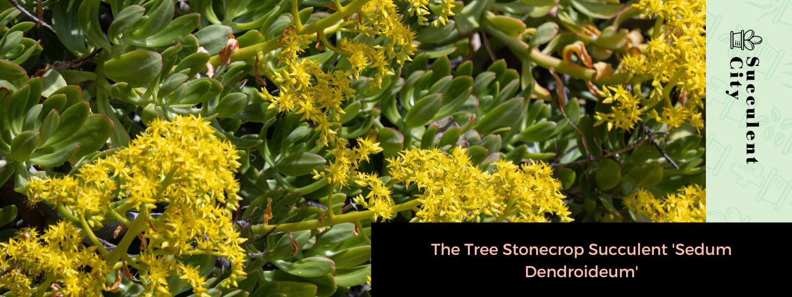 El árbol suculento de cultivo de piedra 'Sedum Dendroideum'