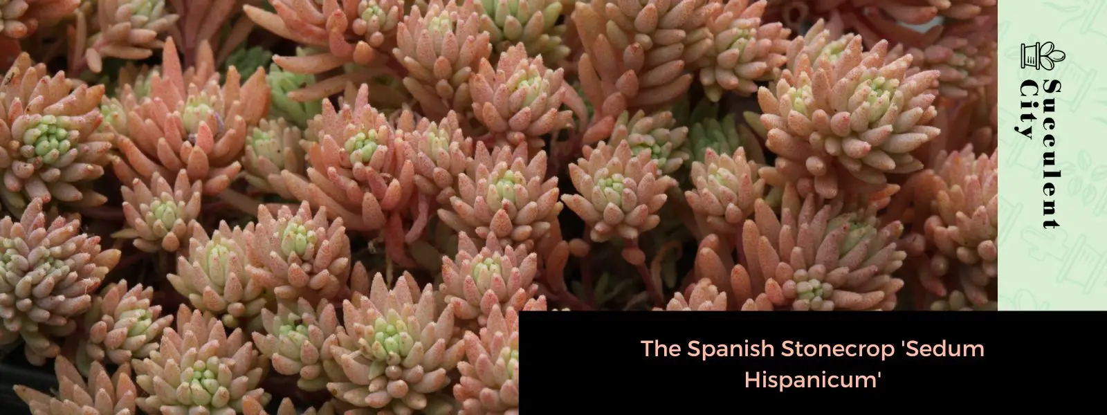 El cultivo de piedra español 'Sedum hispanum'
