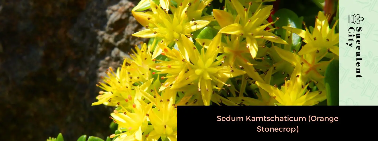 Sedum Kamtschaticum