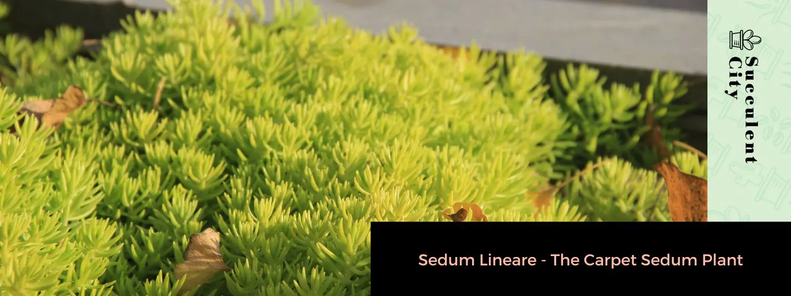 Sedum lineal Sedum lineal