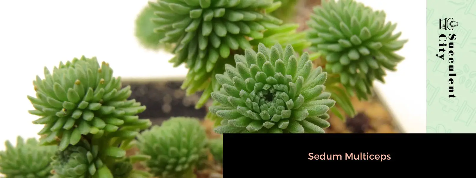 Sedum multiceps Sedum multiceps
