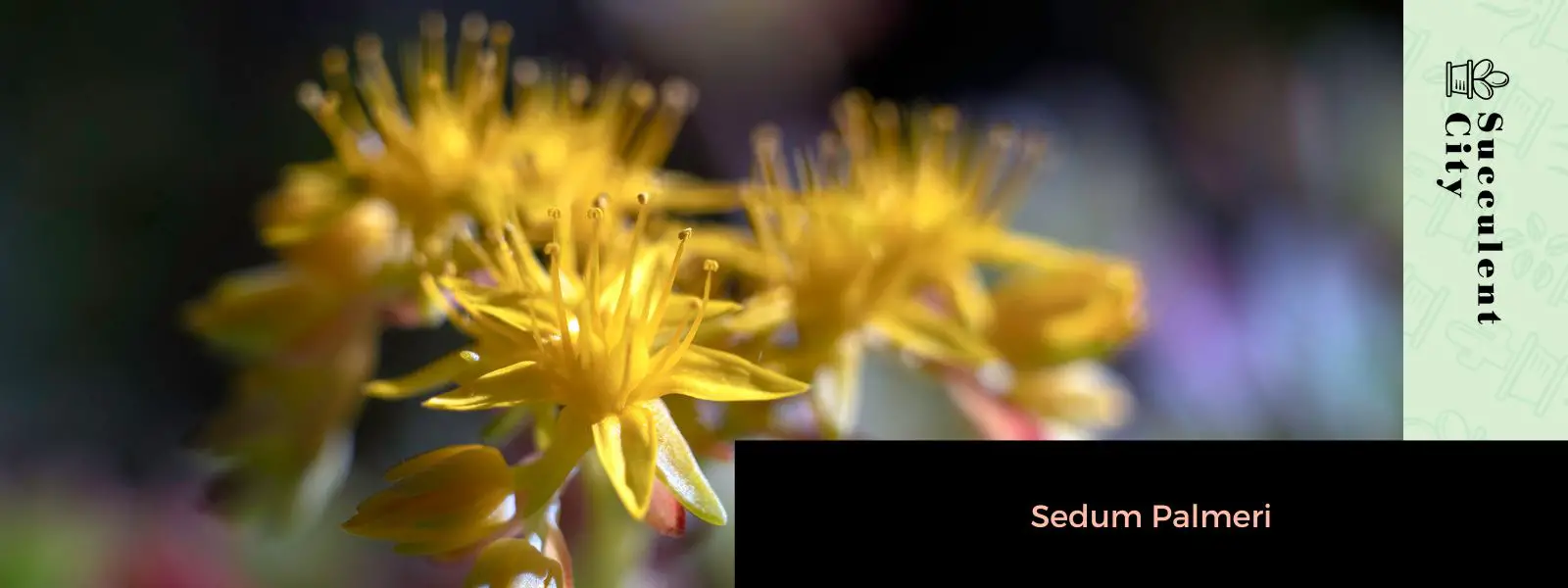 Sedum Palmeri Sedum Palmeri