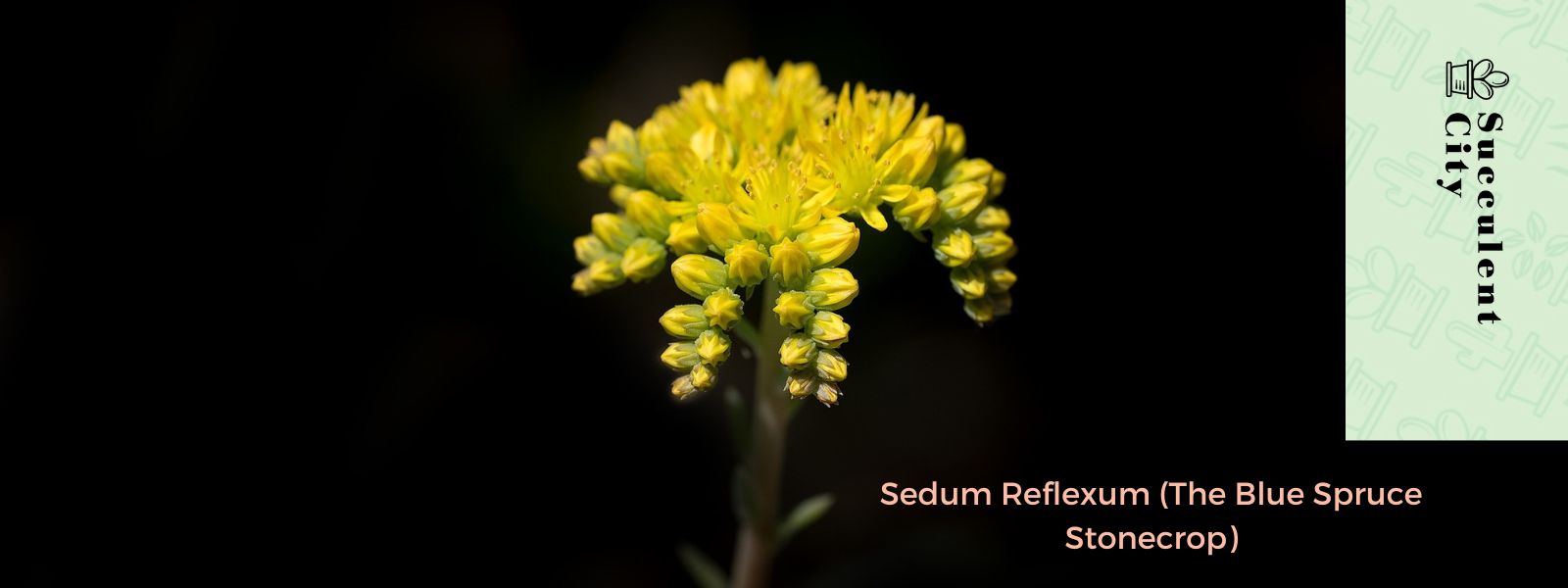 Sedum Reflexum (el cultivo de piedra de abeto azul)