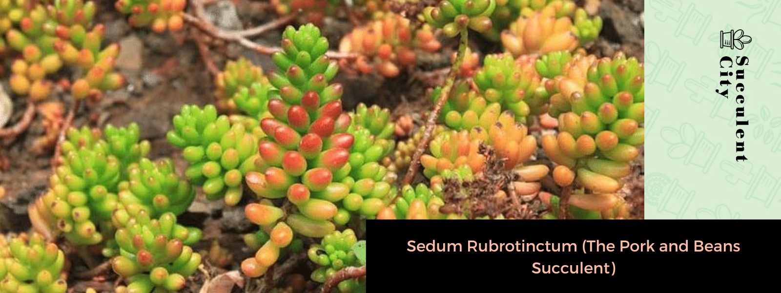 Sedum Rubrotinctum (suculenta de cerdo y frijoles)