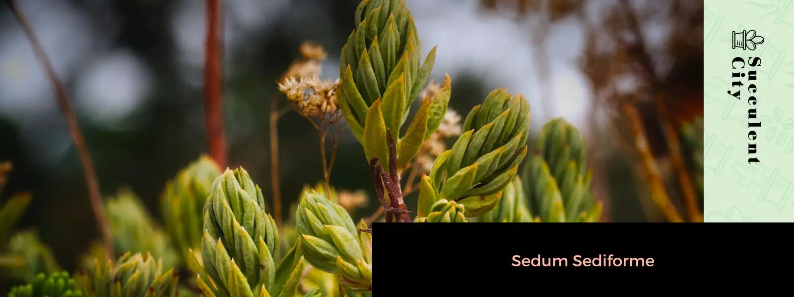 Sedum Sediforme