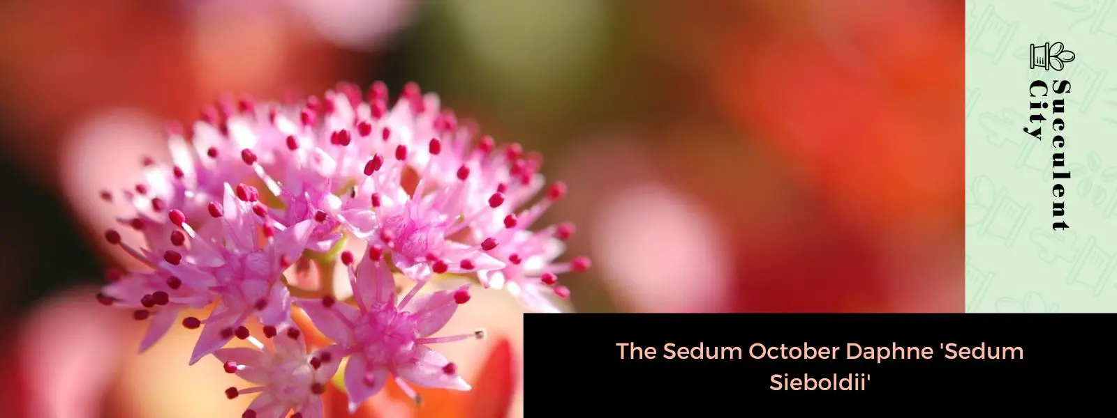 El Sedum Octubre Daphne 'Sedum Sieboldii' El Sedum Octubre Daphne 'Sedum Sieboldii'