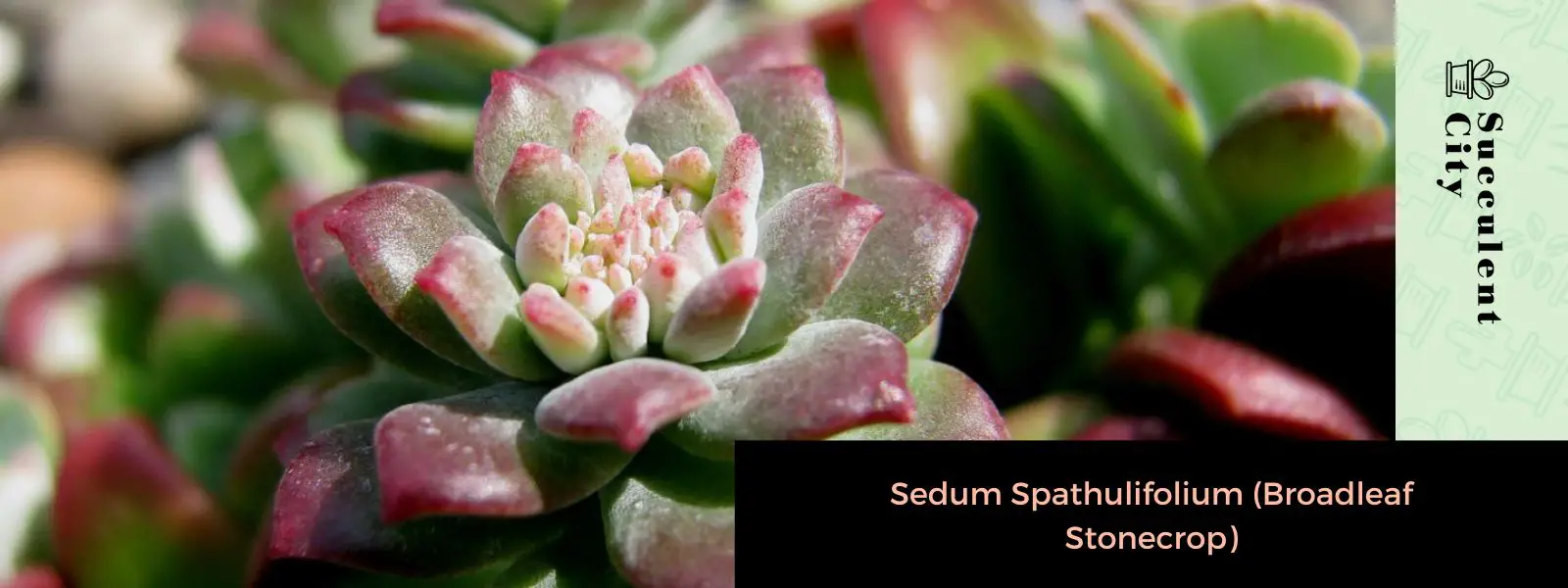 Sedum Spathulifolium (cultivo de piedra de hoja ancha)