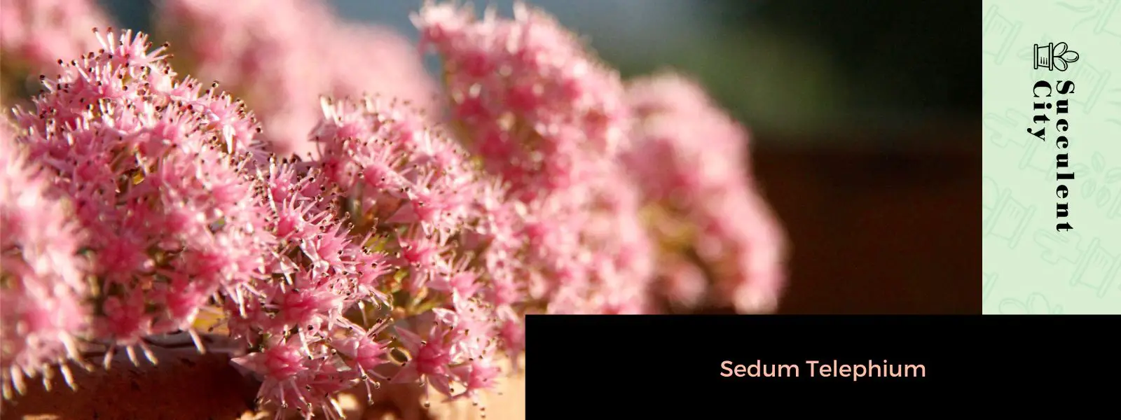 Telefium Sedum