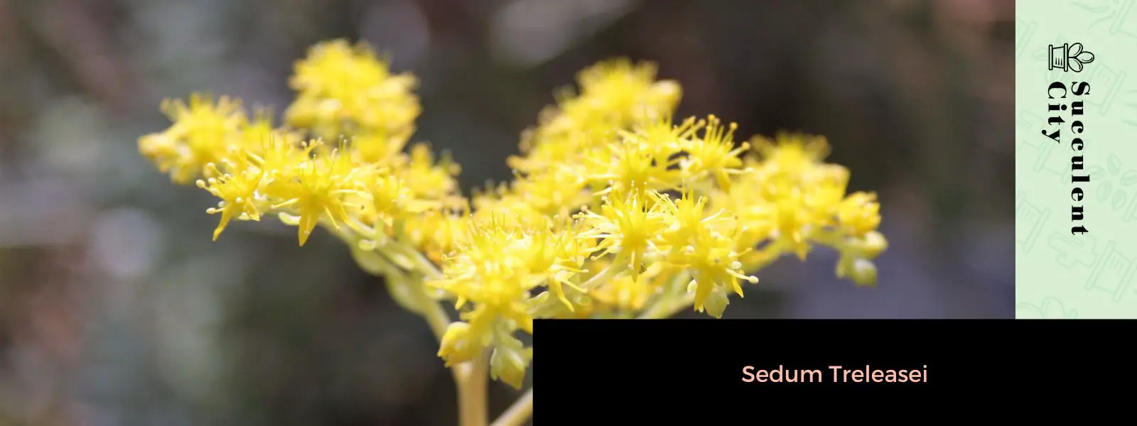 Sedum Treleasei
