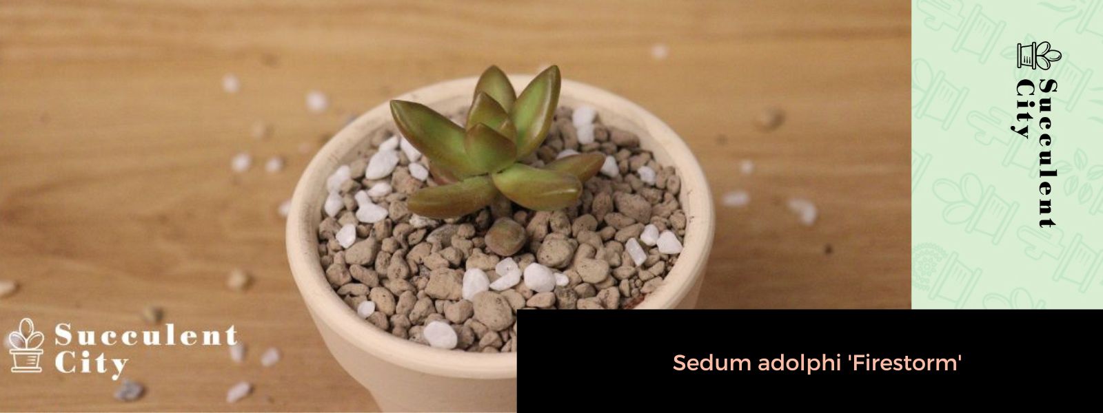 El cultivo de piedra Coppertone 'Sedum Nussbaumerianum'