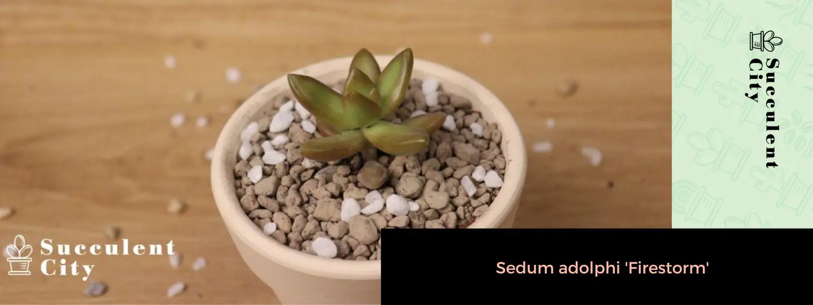 El cultivo de piedra Coppertone 'Sedum Nussbaumerianum' El cultivo de piedra Coppertone 'Sedum Nussbaumerianum'