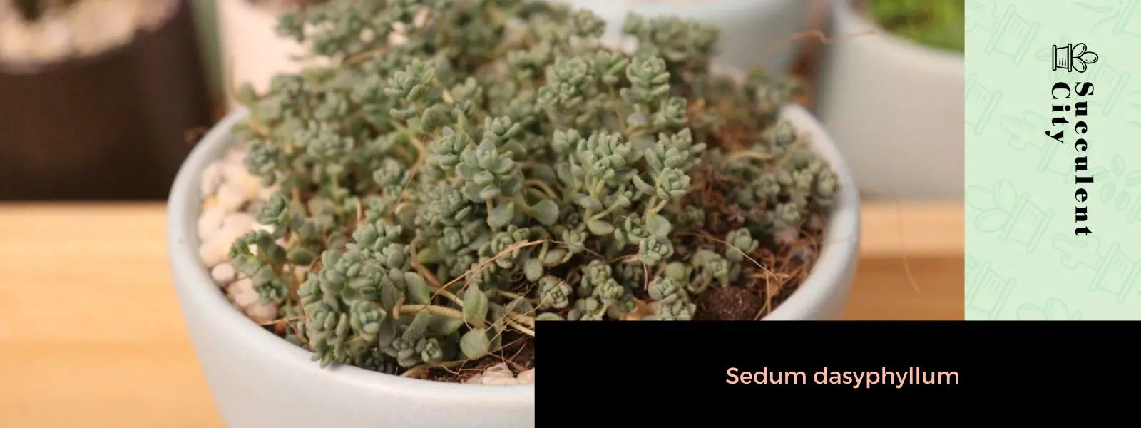 Sedum Dasyphyllum (el cultivo de piedra corso) Sedum Dasyphyllum (el cultivo de piedra corso)