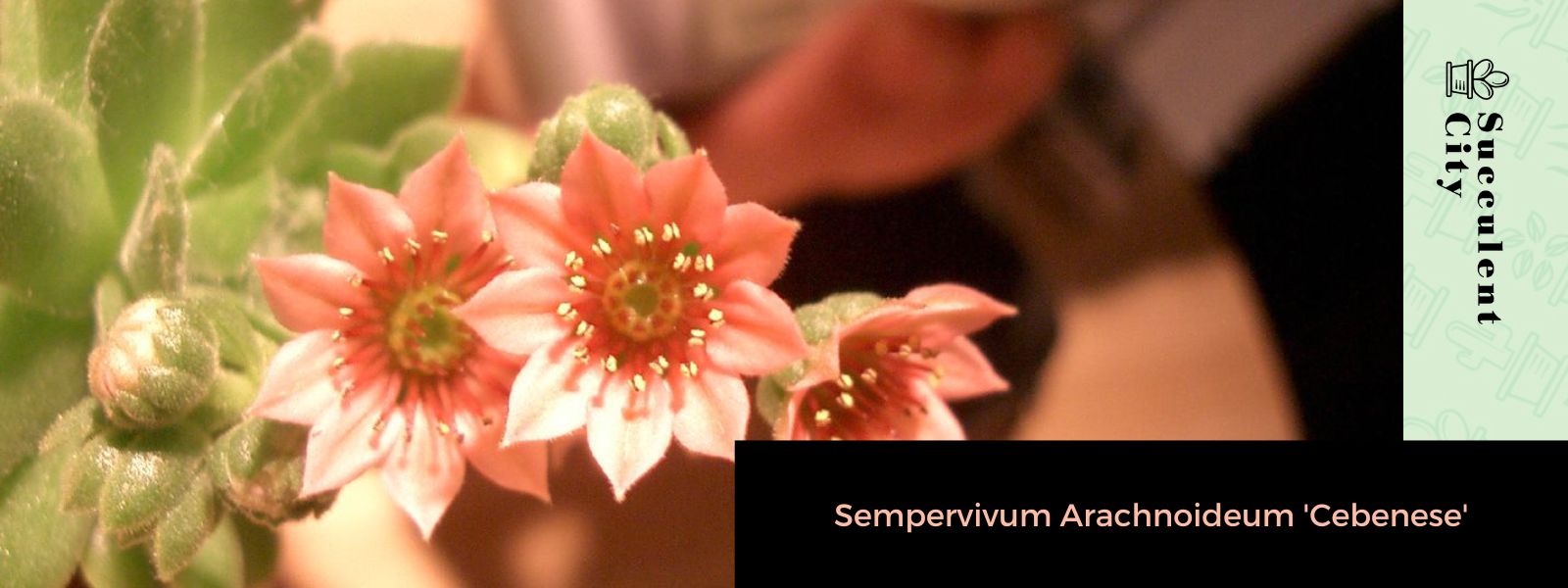 Sempervivum Arachnoideum 'Cebenese'