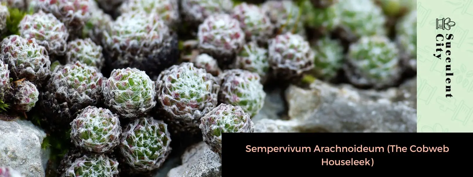 Sempervivum Arachnoideum (La siempreviva de telaraña) Sempervivum Arachnoideum (La siempreviva de telaraña)