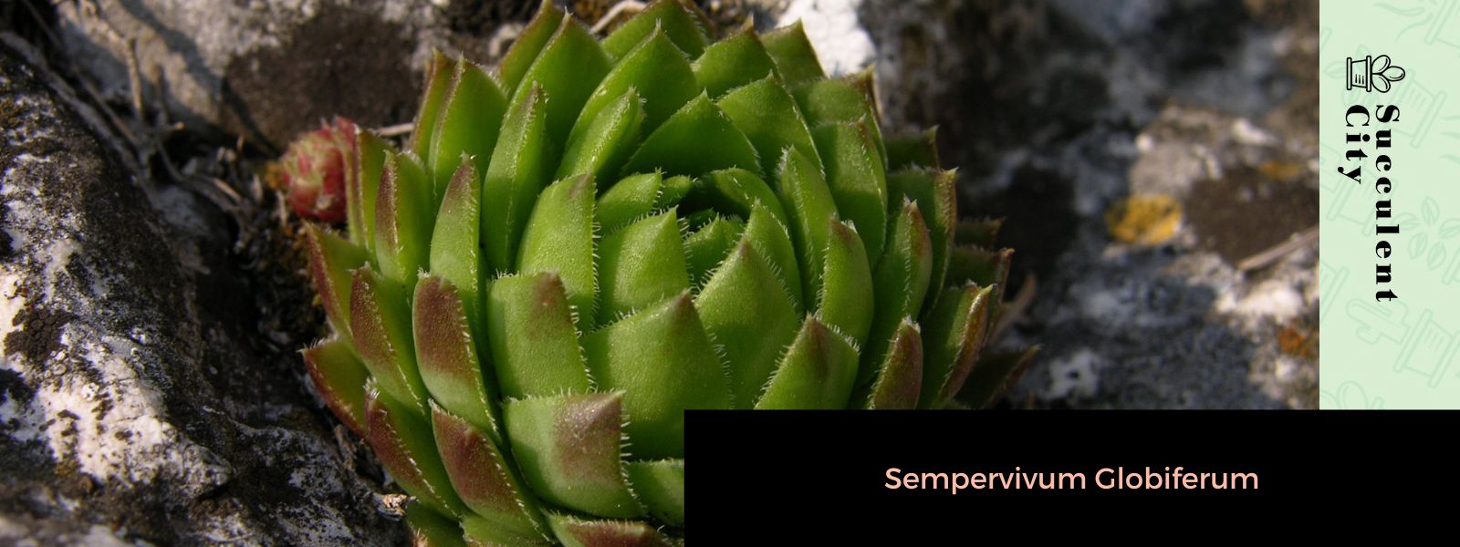 Sempervivum Globiferum (La siempreviva esférica)