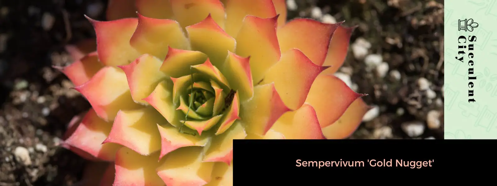 Sempervivum 'pepita de oro'