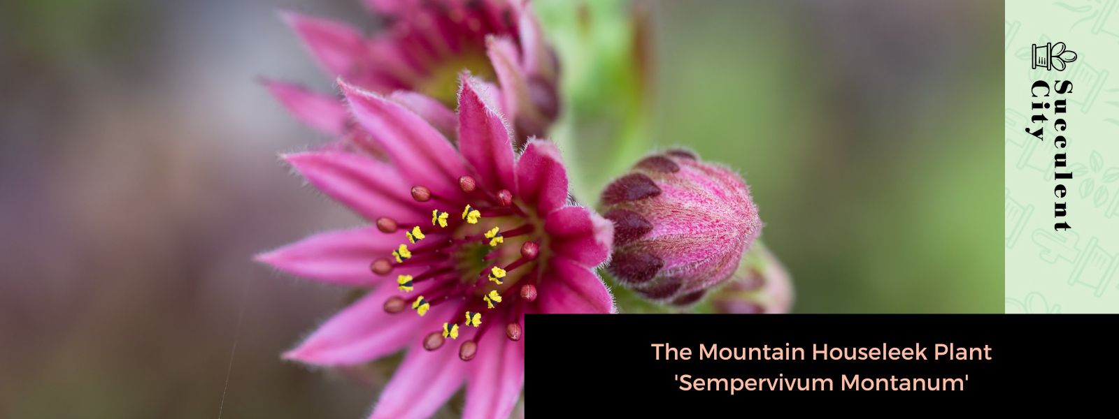 La siempreviva de montaña 'Sempervivum Montanum'