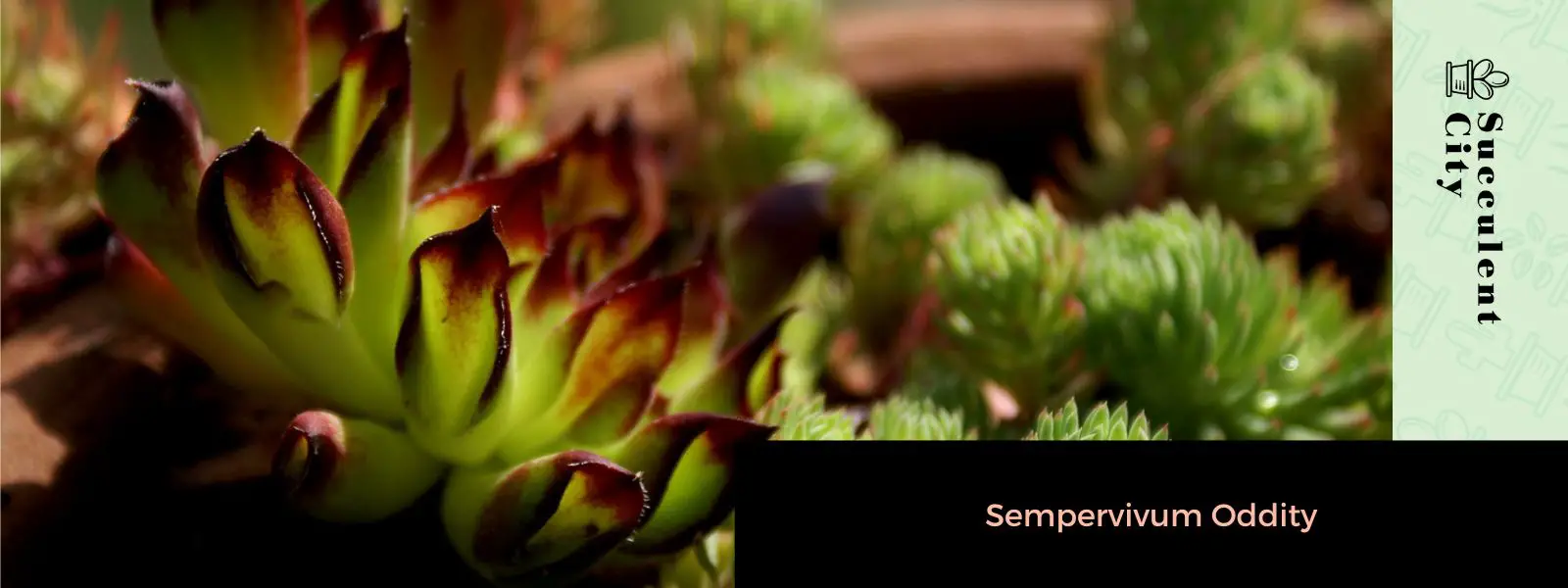 curiosidad sempervivum curiosidad sempervivum