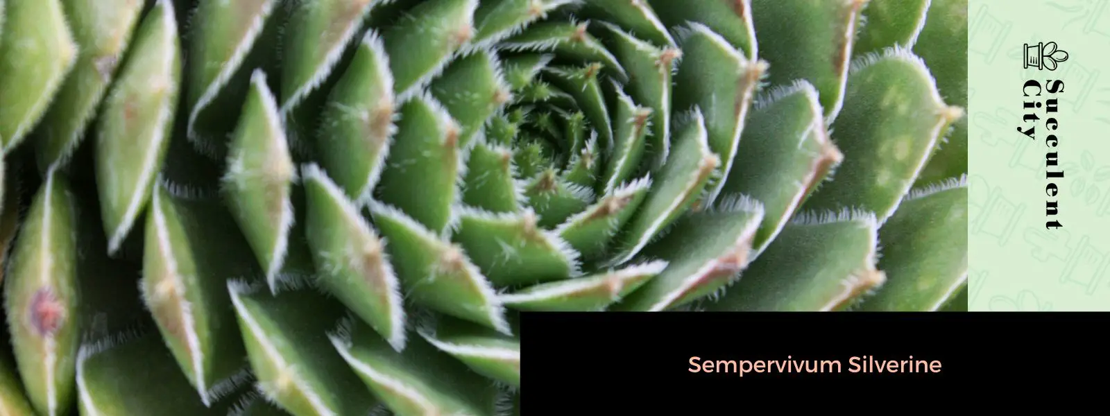 Sempervivum plateado Sempervivum plateado