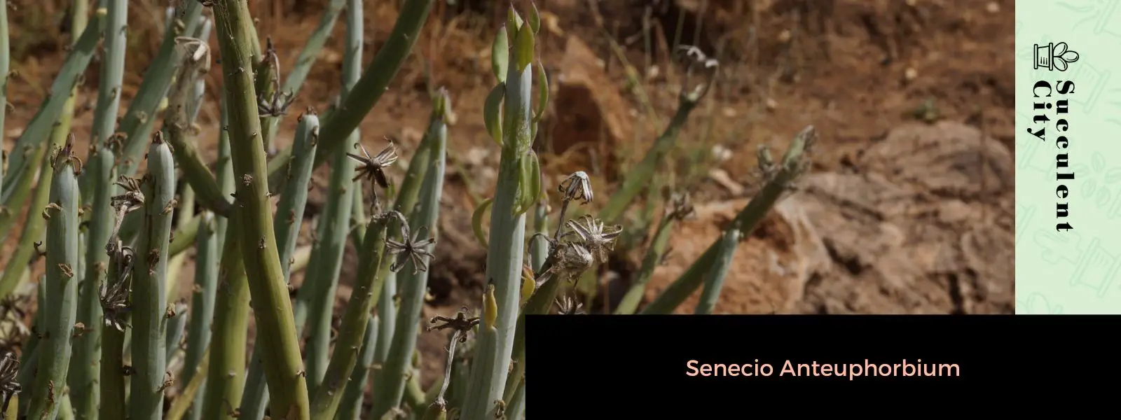 Senecio Anteuphorbium