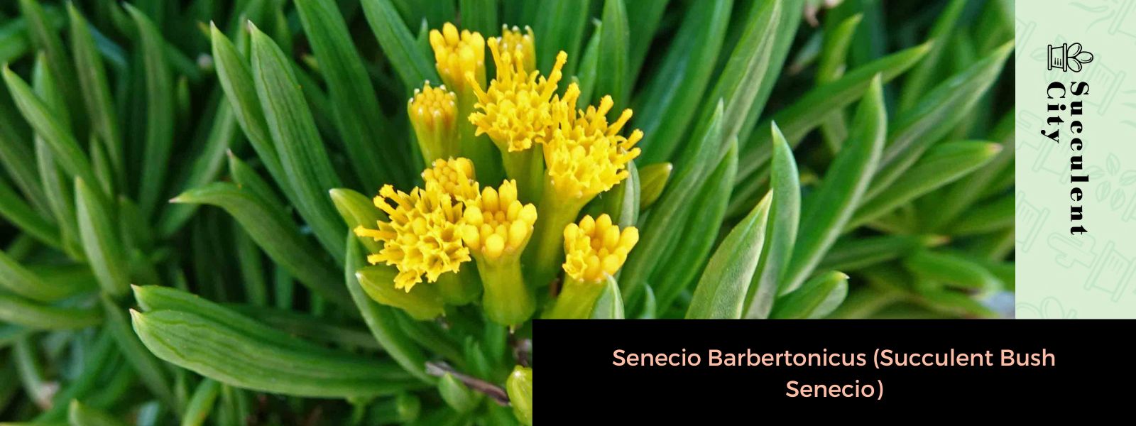 Senecio Barbertonicus (Arbusto Suculento Senecio)