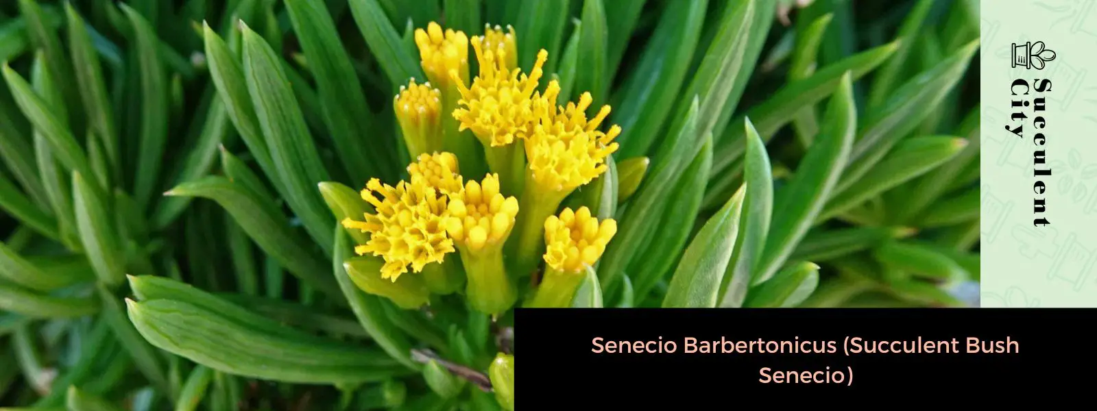 Senecio Barbertonicus (Arbusto Suculento Senecio) Senecio Barbertonicus (Arbusto Suculento Senecio)