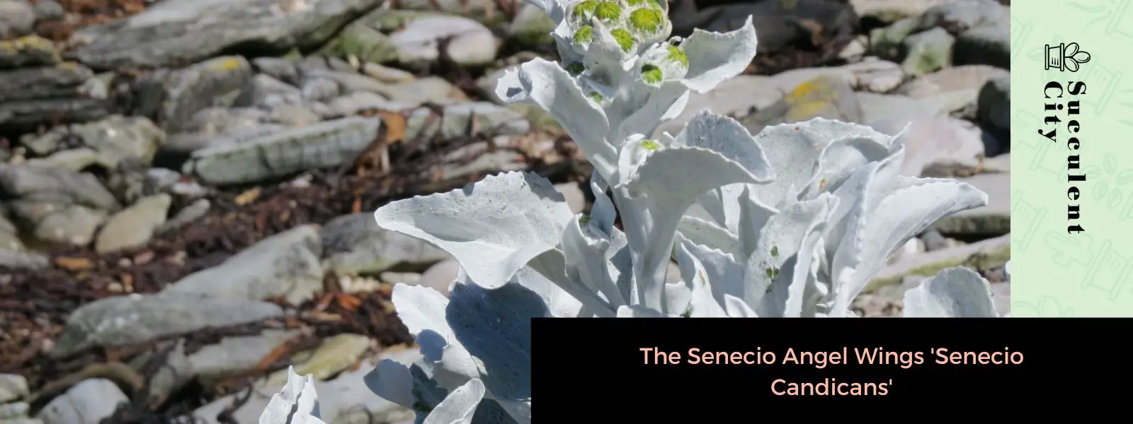 Las alas del ángel Senecio “Senecio Candicans” Las alas del ángel Senecio “Senecio Candicans”