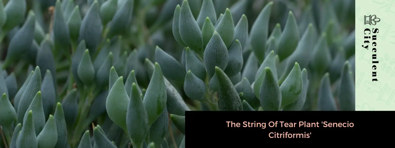 La planta lágrima “Senecio Citriformis” La planta lágrima “Senecio Citriformis”