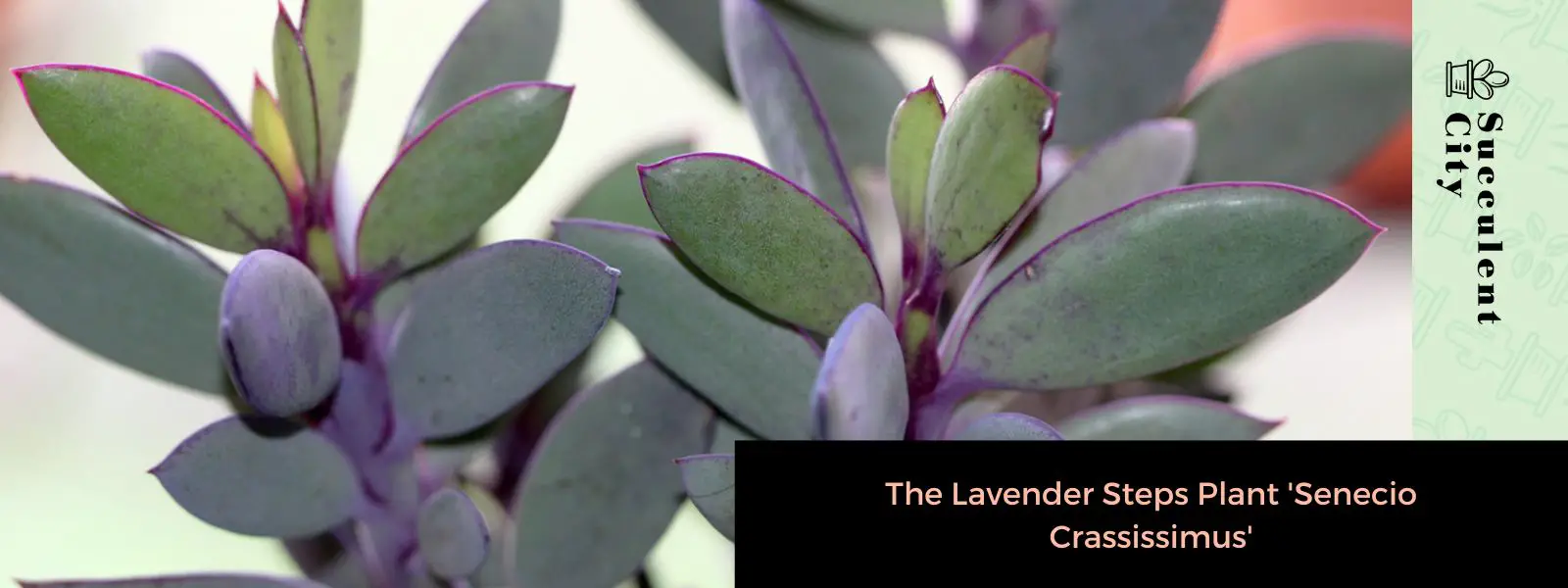 La planta de lavanda “Senecio Crassissimus” La planta de lavanda “Senecio Crassissimus”