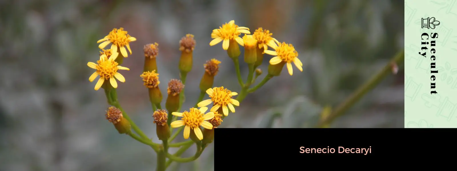 Senecio Decaryi Senecio Decaryi