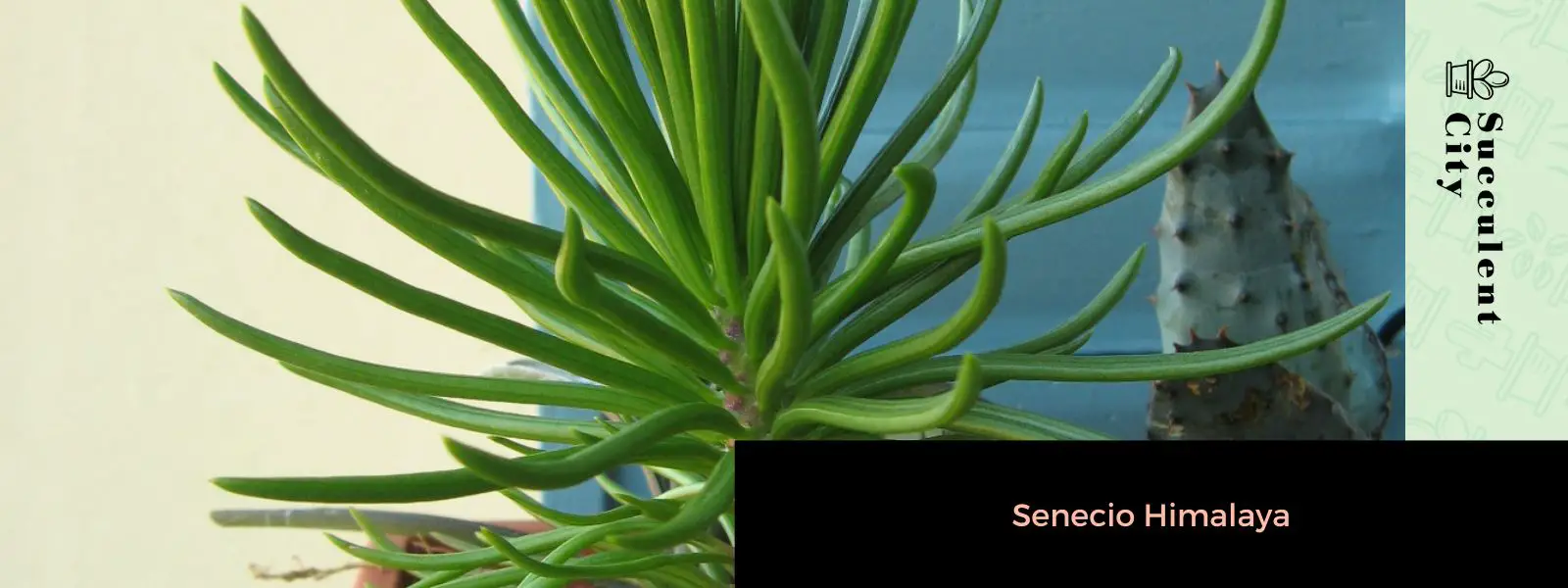 Senecio Himalaya Senecio Himalaya