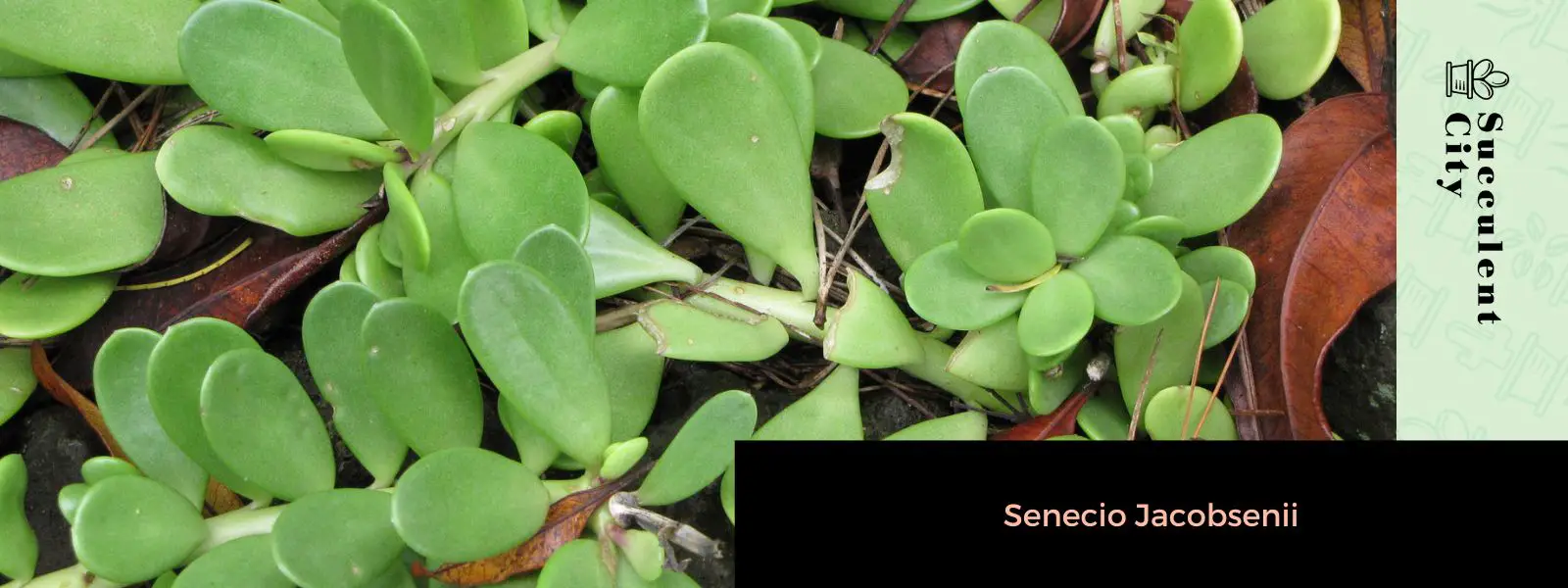 Senecio Jacobsenii Senecio Jacobsenii