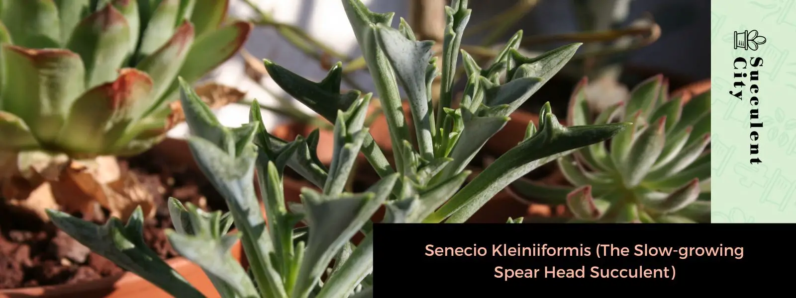 Senecio Kleiniiformis (la suculenta punta de lanza de crecimiento lento)