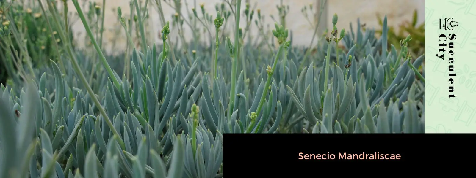 Senecio Mandraliscae Senecio Mandraliscae