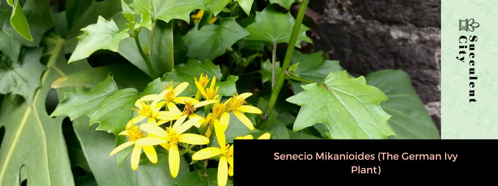 Senecio Mikanioides (La planta de hiedra alemana) Senecio Mikanioides (La planta de hiedra alemana)