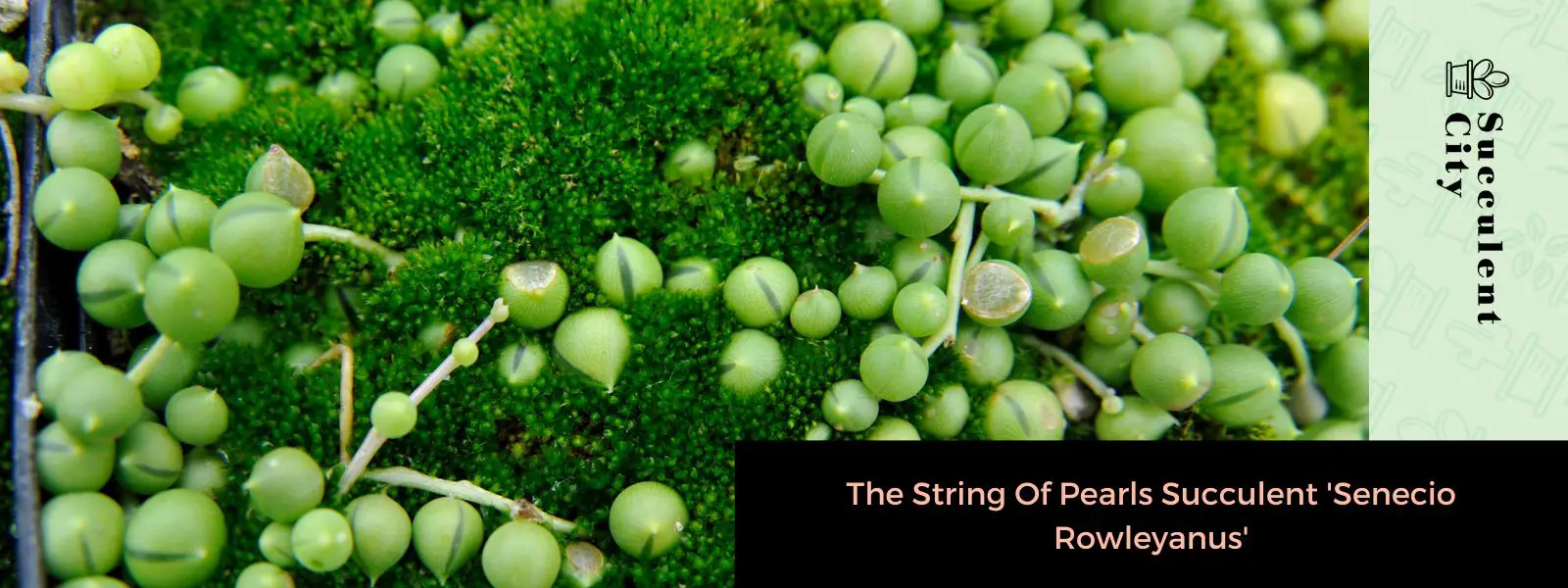 El collar de perlas suculentas 'Senecio Rowleyanus' El collar de perlas suculentas 'Senecio Rowleyanus'