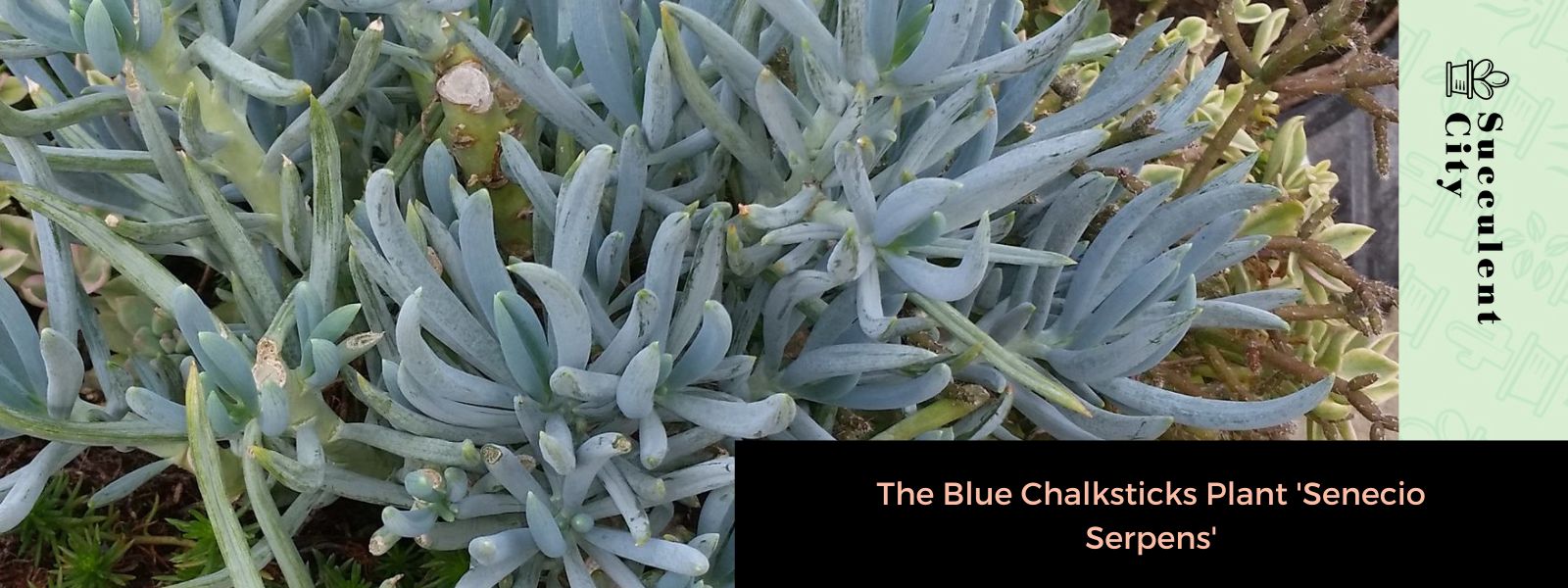 Senecio Serpens (Planta de barra de tiza azul, suculenta)