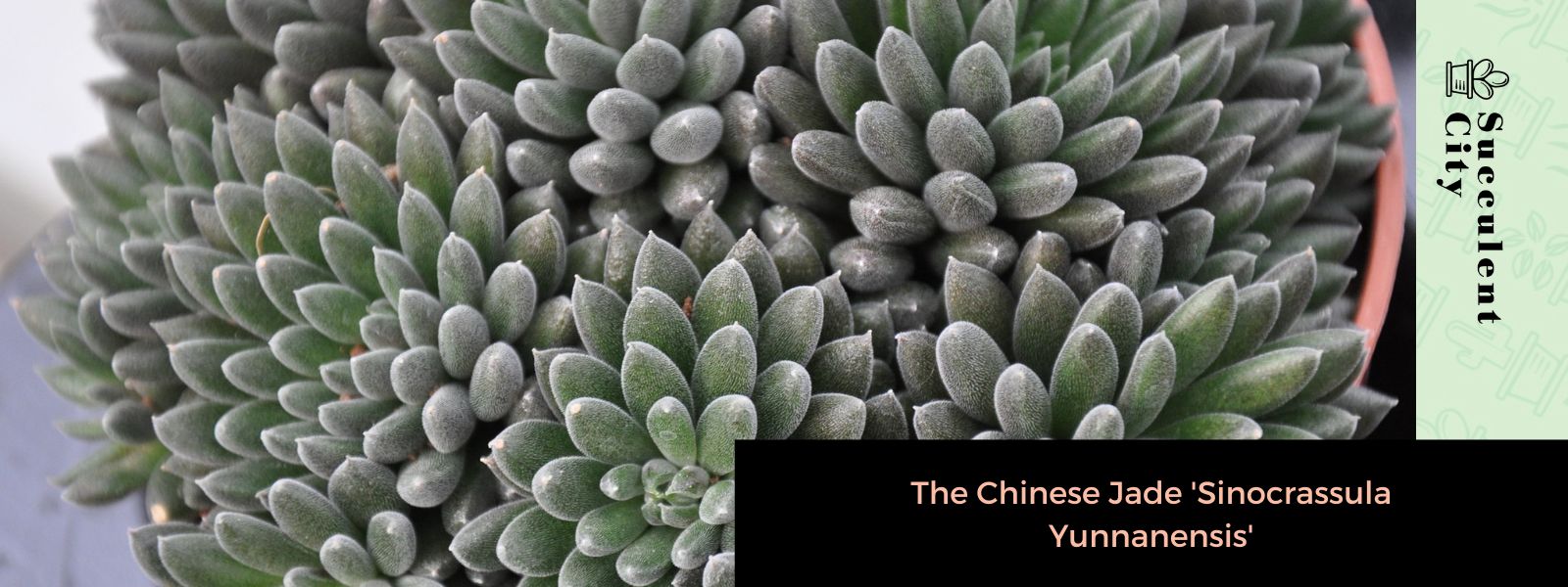El jade chino 'Sinocrassula Yunnanensis'