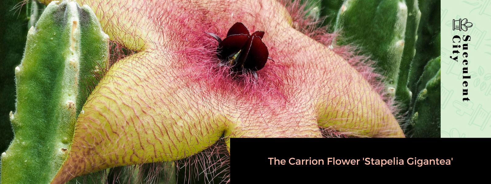 La flor carroñera 'Stapelia gigantea'