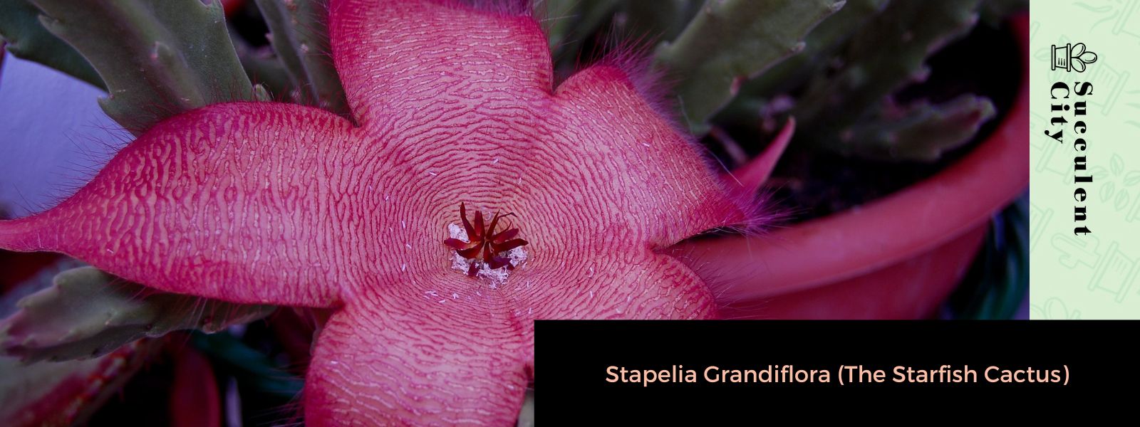 Stapelia grandiflora (el cactus estrella de mar)