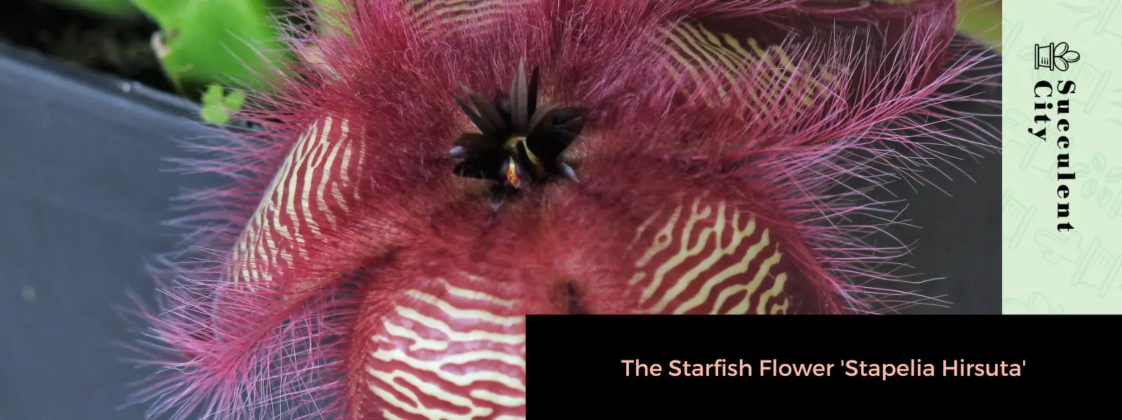 La flor de estrella de mar 'Stapelia Hirsuta'