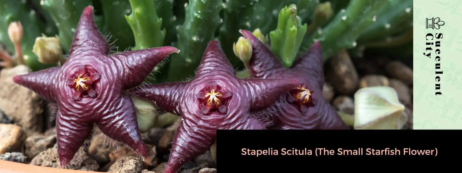 Stapelia Scitula (La pequeña flor de estrella de mar) Stapelia Scitula (La pequeña flor de estrella de mar)