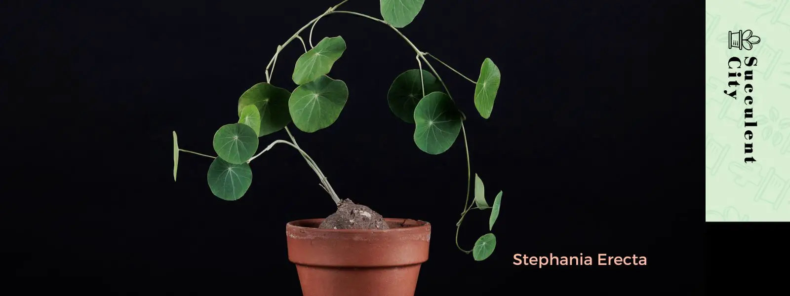 Estefanía Erecta Estefanía Erecta