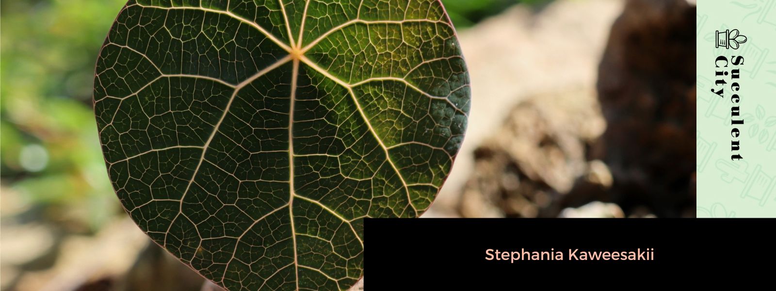 Stephania Kaweesakii: una planta trepadora rara y en peligro de extinción