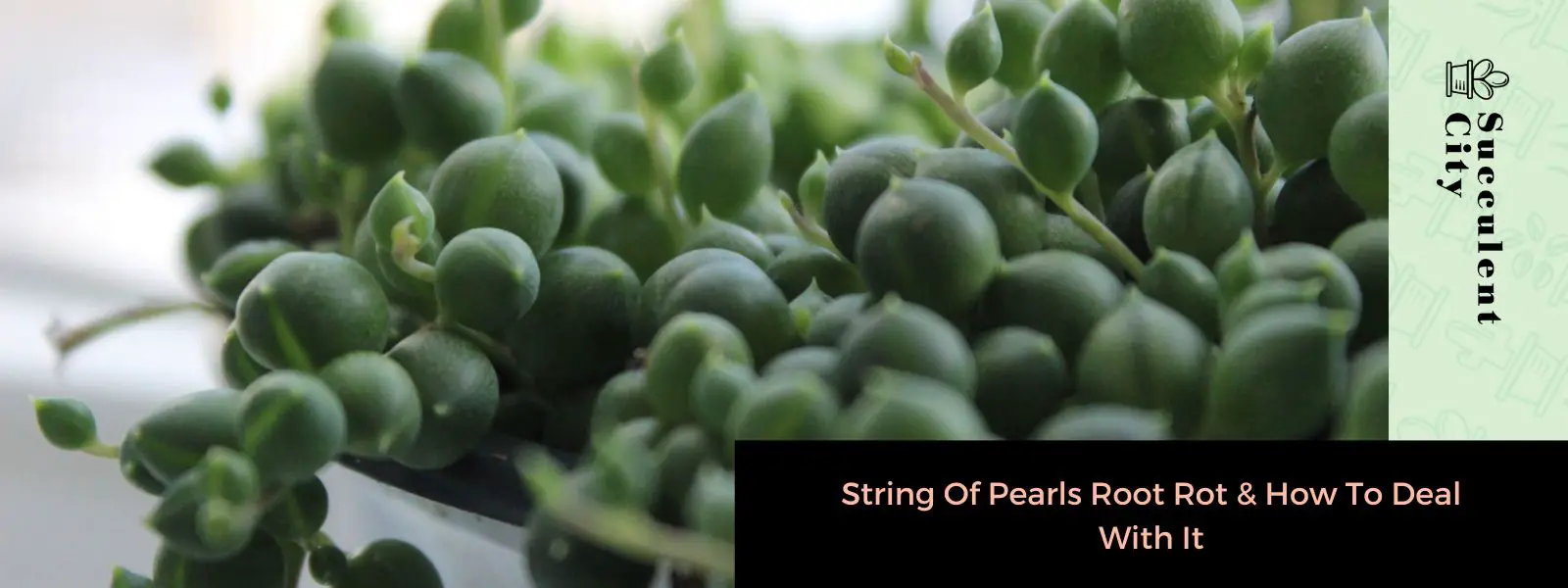 La pudrición de la raíz del collar de perlas y cómo tratarla La pudrición de la raíz del collar de perlas y cómo tratarla