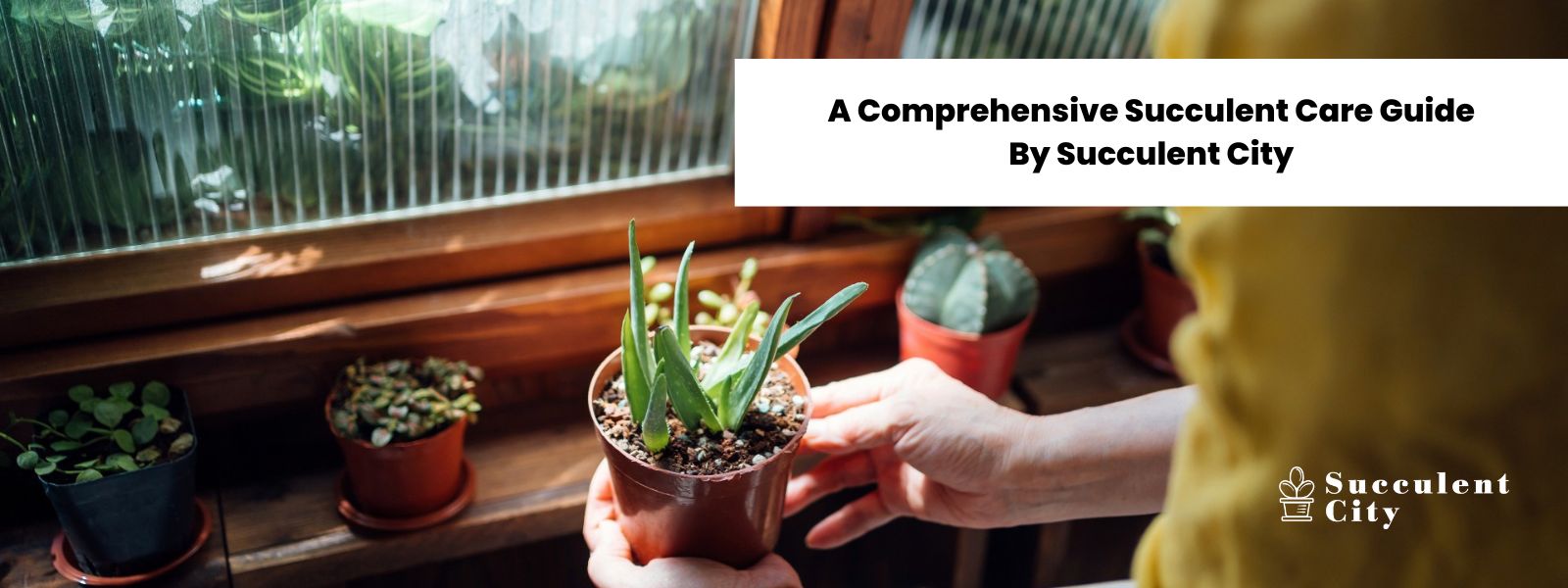 7 puntos clave para perfeccionar el cuidado de tus suculentas desde Succulent City