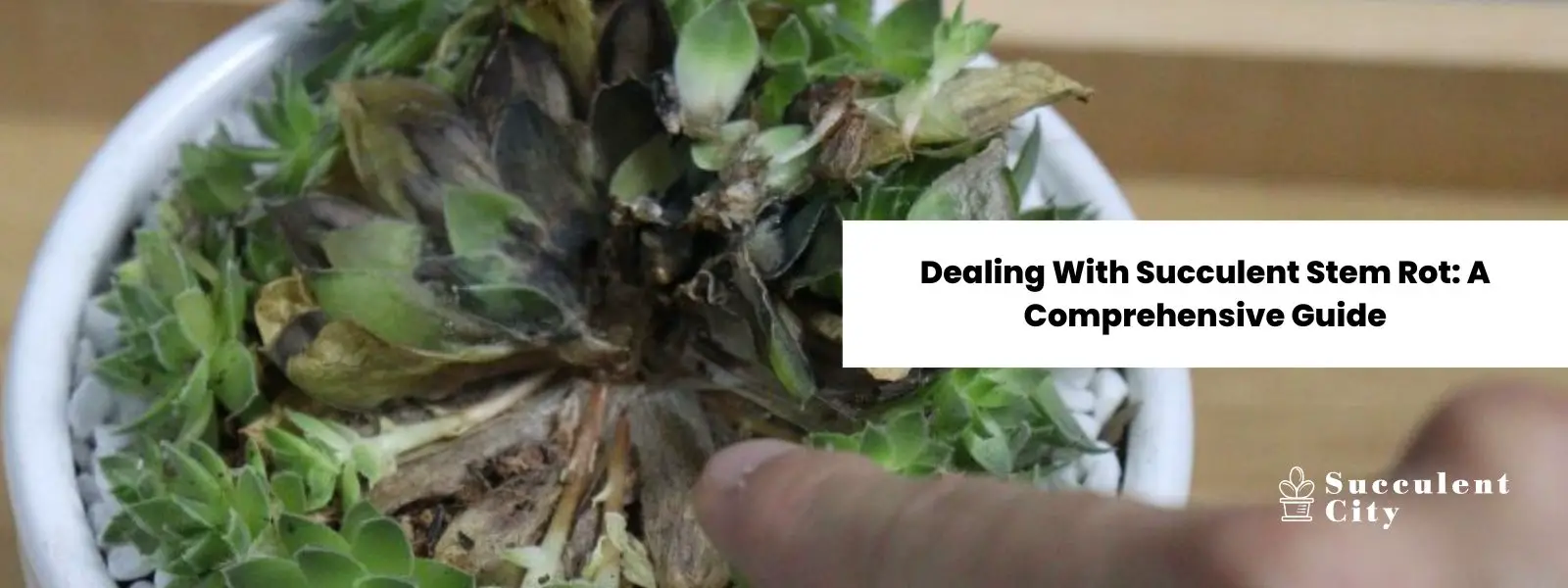 Cómo lidiar con la pudrición del tallo de las suculentas (una guía completa)