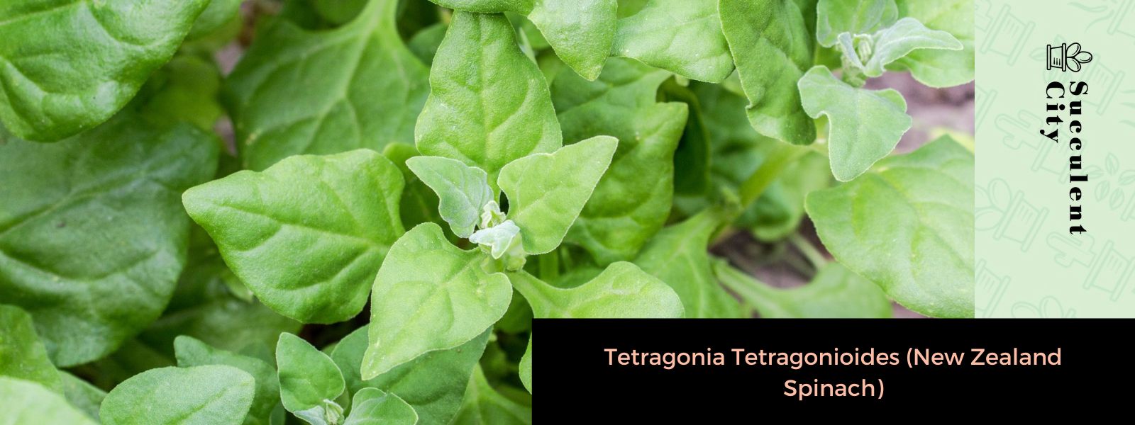 Tetragonia Tetragonioides (espinacas de Nueva Zelanda)