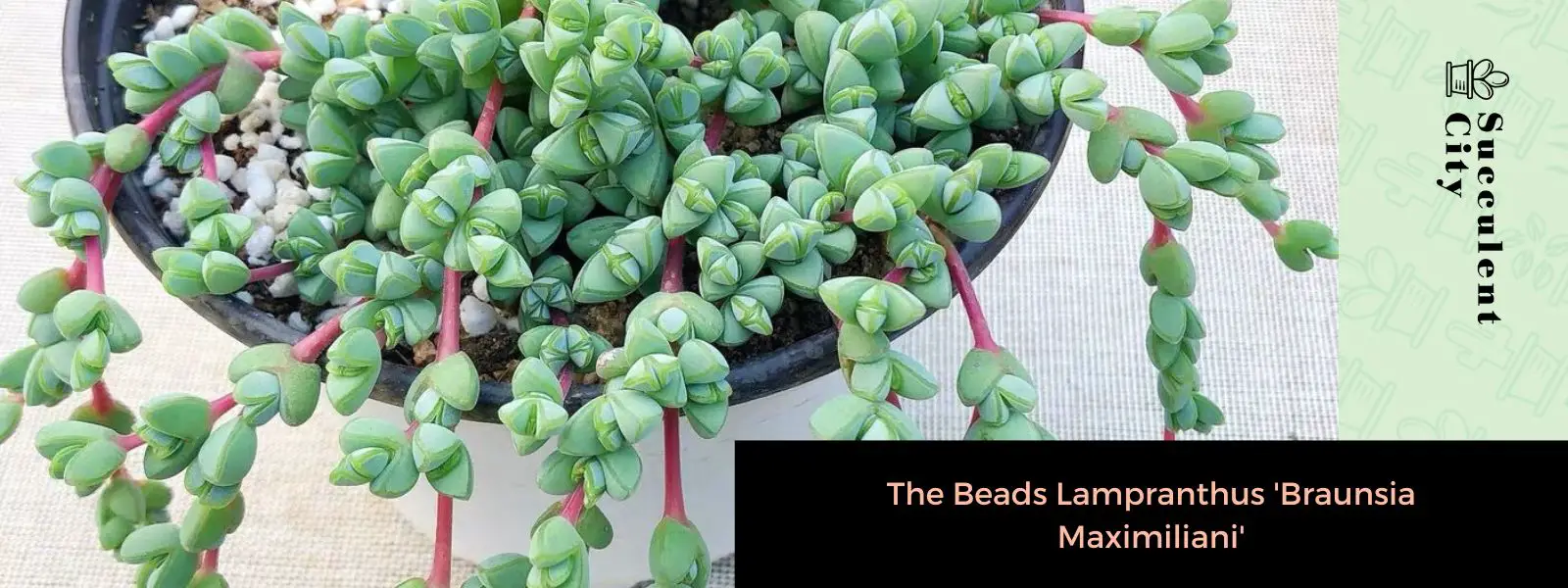 La perla Lampranthus 'Braunsia Maximiliani'