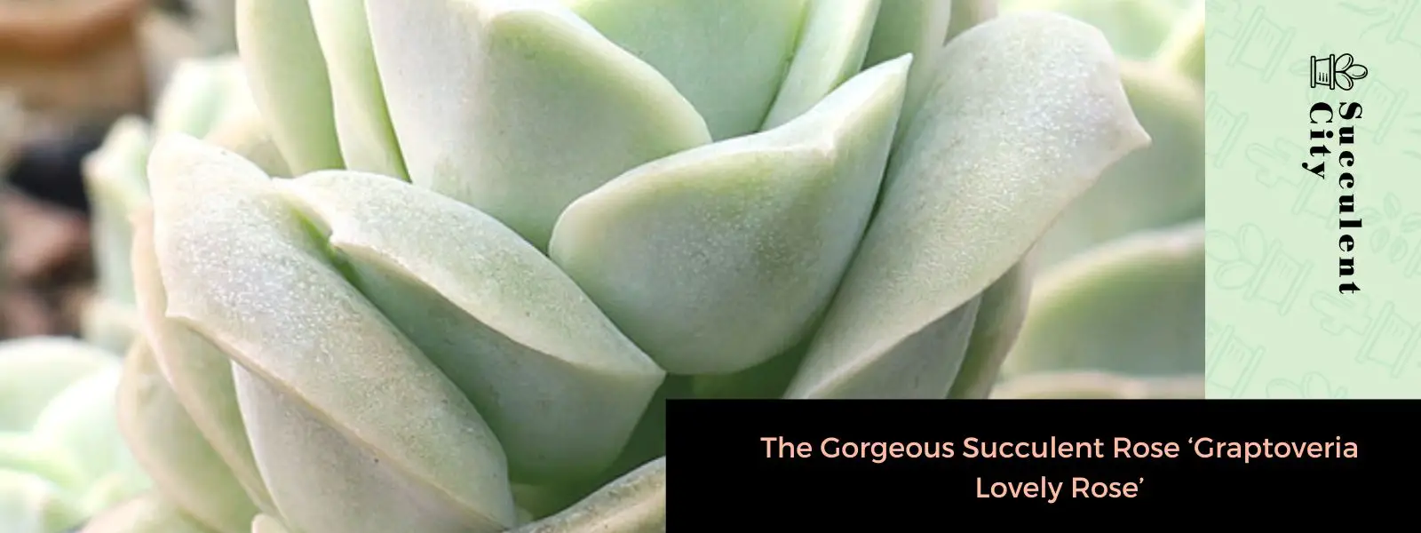 La hermosa rosa suculenta “Graptoveria Lovely Rose” La hermosa rosa suculenta “Graptoveria Lovely Rose”